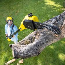 Best Tree Trimming and Pruning  in Bronxville, NY
