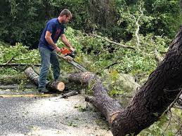 Best Hazardous Tree Removal  in Bronxville, NY