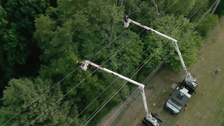 Best Tree Health Inspection  in Bronxville, NY