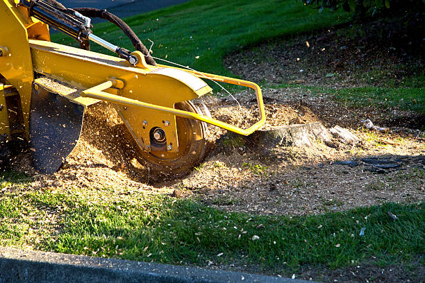Best Palm Tree Trimming  in Bronxville, NY