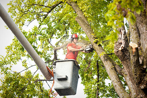 Best Root Management and Removal  in Bronxville, NY